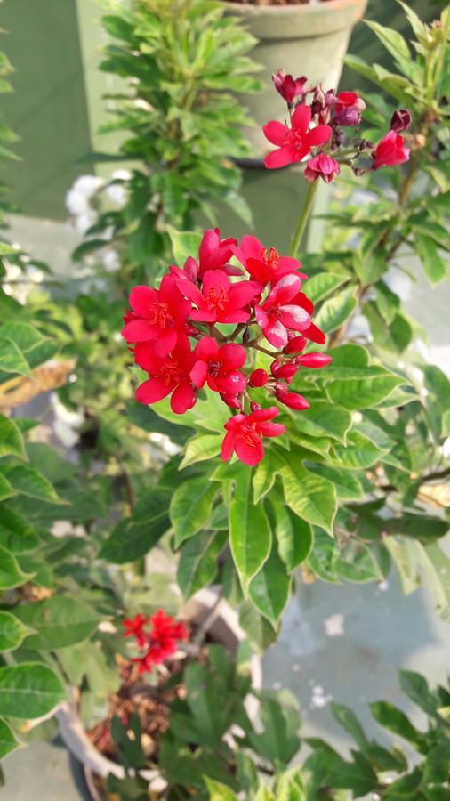 Heavenly Homestay Kochi Buitenkant foto